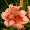 Hemerocallis 'Pink Damask' Pot 9 cm