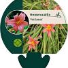 Hemerocallis 'Pink Damask' Pot 9 cm