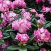 Rhododendron 'Roseum Elegans' Pot 7,5 Liter 