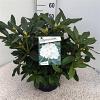 Rhododendron 'Cunningham's White' Pot 10 liter