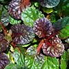 Ajuga reptans 'Black Scallop' Pot 9 cm
