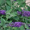 Buddleja 'Blue Chip' Pot 3 Liter 