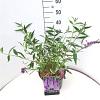 Buddleja d. 'Ile de France' Pot 10 liter