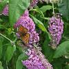 Buddleja d. 'Pink Delight' Pot 3 Liter 