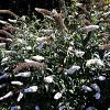 Buddleja d. 'White Profusion' Pot 10 liter