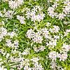 Choisya ternata Pot 5 Liter 