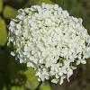 Hydrangea a. 'Annabelle' Pot 2 Liter