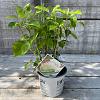 Hydrangea a. Strong Annabelle Pot 3 Liter 