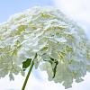 Hydrangea a. Strong Annabelle Pot 3 Liter 