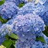 Hydrangea m. 'Blaumeise' Pot 2 Liter
