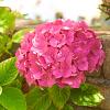 Hydrangea m. 'Bouquet Rose' Pot 2 Liter