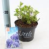 Hydrangea m. 'Little Blue' Pot 2 Liter