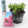 Hydrangea m. 'Little Pink' Pot 2 Liter