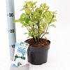 Hydrangea m. 'Mad. Emile Mouillère' Pot 2 Liter