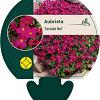 Aubrieta 'Cascade Red' Pot 9 cm