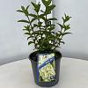 Hydrangea pan. Bobo Pot 3 Liter 