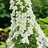 Hydrangea querc. Snow Queen Pot 3 Liter 