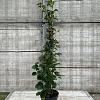 Hydrangea petiolaris Pot 7,5 Liter 