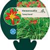 Hemerocallis 'Sammy Russell' Pot 9 cm
