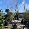 Amelanchier lamarckii Pot 150 liter 250 - 300 cm