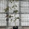 Albizia julibr. 'Summer Chocolate' Pot 20 Liter 150 - 175 cm