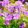 Campanula carpatica Pot 9 cm