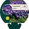 Campanula carpatica Pot 9 cm