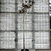 Albizia julibr. 'Summer Chocolate' Hoogstam (Stamomtrek 10-12 cm)