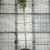 Albizia julibr. Ombrella Hoogstam (Stamomtrek 8-10 cm)
