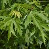 Acer saccharinum Pot 150 liter 250 - 300 cm Meerstammig