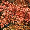 Amelanchier can. 'October Flame' Pot 70 Liter 200 - 250 cm Meerstammig