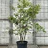 Amelanchier lamarckii Pot 35 Liter 150 - 175 cm Meerstammig