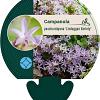 Campanula posch. 'Lisduggan Var.' Pot 9 cm