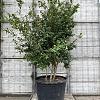 Camellia sasanqua Pot 160 liter 250 - 300 cm Meerstammig