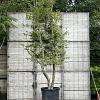 Carpinus betulus Pot 150 liter 350 - 400 cm Meerstammig