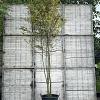 Carpinus betulus Pot 90 Liter 250 - 300 cm Meerstammig