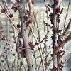 Cercis chinensis 'Avondale' Pot 70 Liter 150 - 175 cm Meerstammig