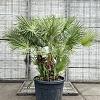 Chamaerops humilis Pot 110 liter Meerstammig