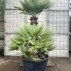 Chamaerops humilis Pot 285 Liter Meerstammig