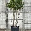 Laurus nobilis Pot 50 Liter 150 - 175 cm Meerstammig