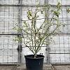 Malus 'Evereste' Pot 90 Liter 200 - 250 cm Meerstammig