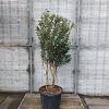 Osmanthus burkwoodii Pot 50 Liter 125 - 150 cm Meerstammig
