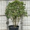 Osmanthus fragrans Pot 160 liter 150 - 175 cm Meerstammig