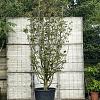 Parrotia persica 'Vanessa' Pot 150 liter 350 - 400 cm Meerstammig