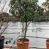 Photinia serratifolia Crunchy Pot 90 Liter 175 - 200 cm Meerstammig
