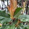 Photinia serratifolia Crunchy Pot 90 Liter 175 - 200 cm Meerstammig