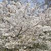 Prunus 'The Bride' Pot 50 Liter 175 - 200 cm Meerstammig