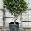 Prunus l. 'Angustifolia' Pot 70 Liter 100 - 125 cm Meerstammig