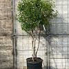 Prunus l. 'Angustifolia' Pot 70 Liter 150 - 175 cm Meerstammig
