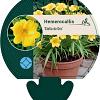 Hemerocallis 'Stella de Oro' Pot 9 cm